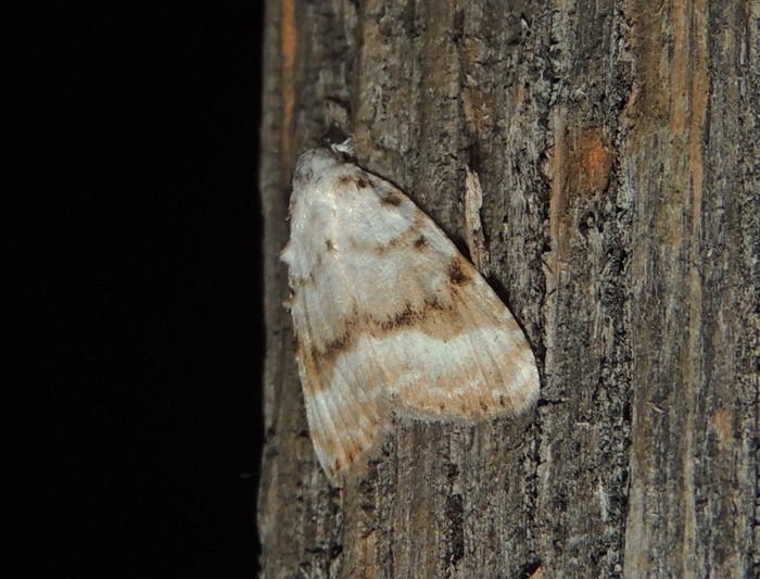 Meganola albula Nolidae